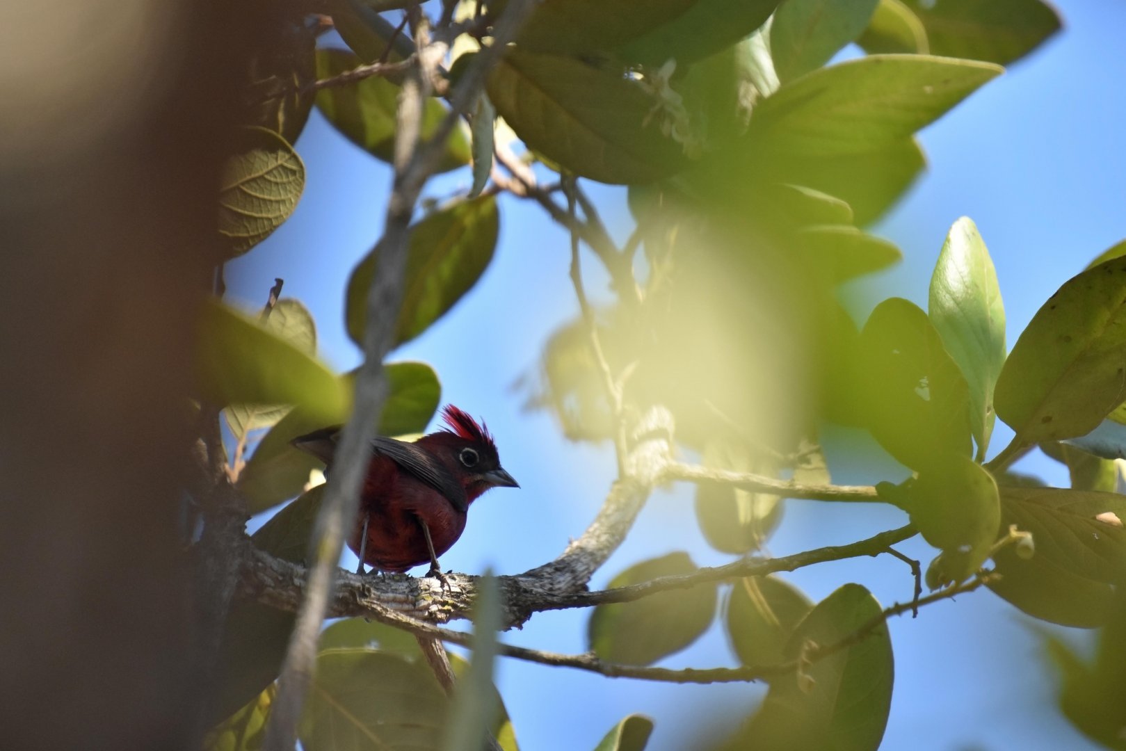 Red Pileated Finch (Coryphospingus cucullatus)