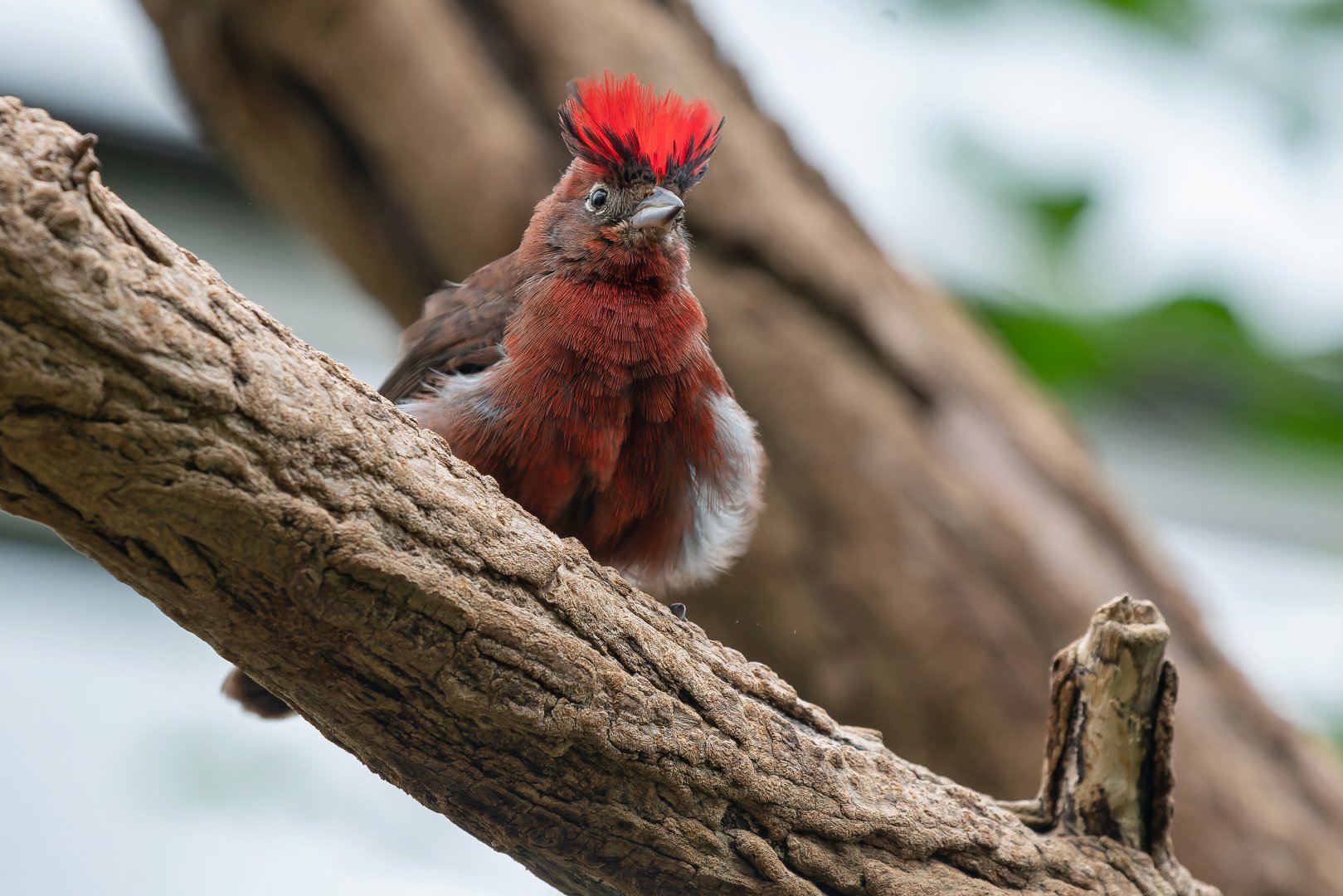 Red pileated finch (Coryphospingus cucullatus)