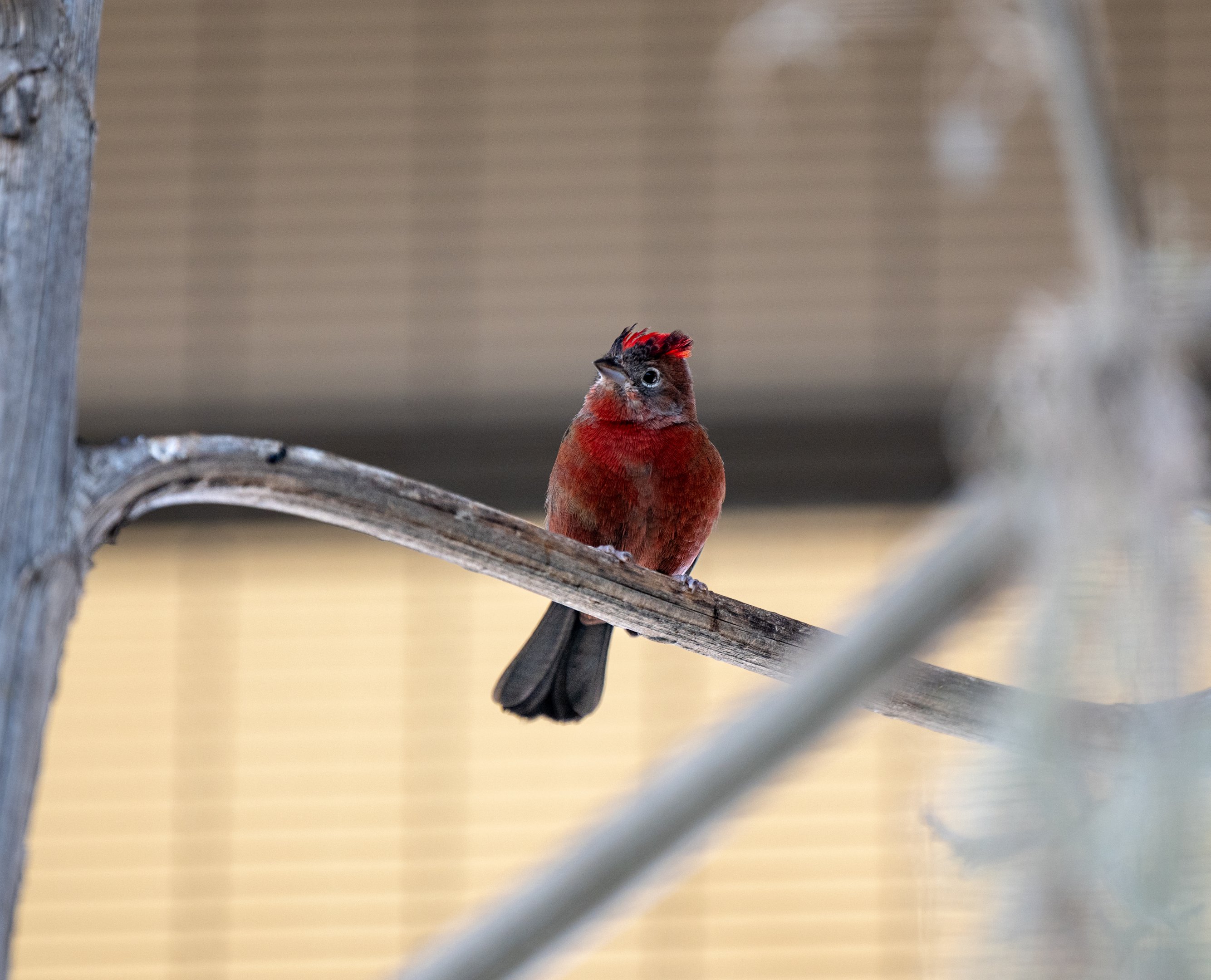 Red Pileated Finch