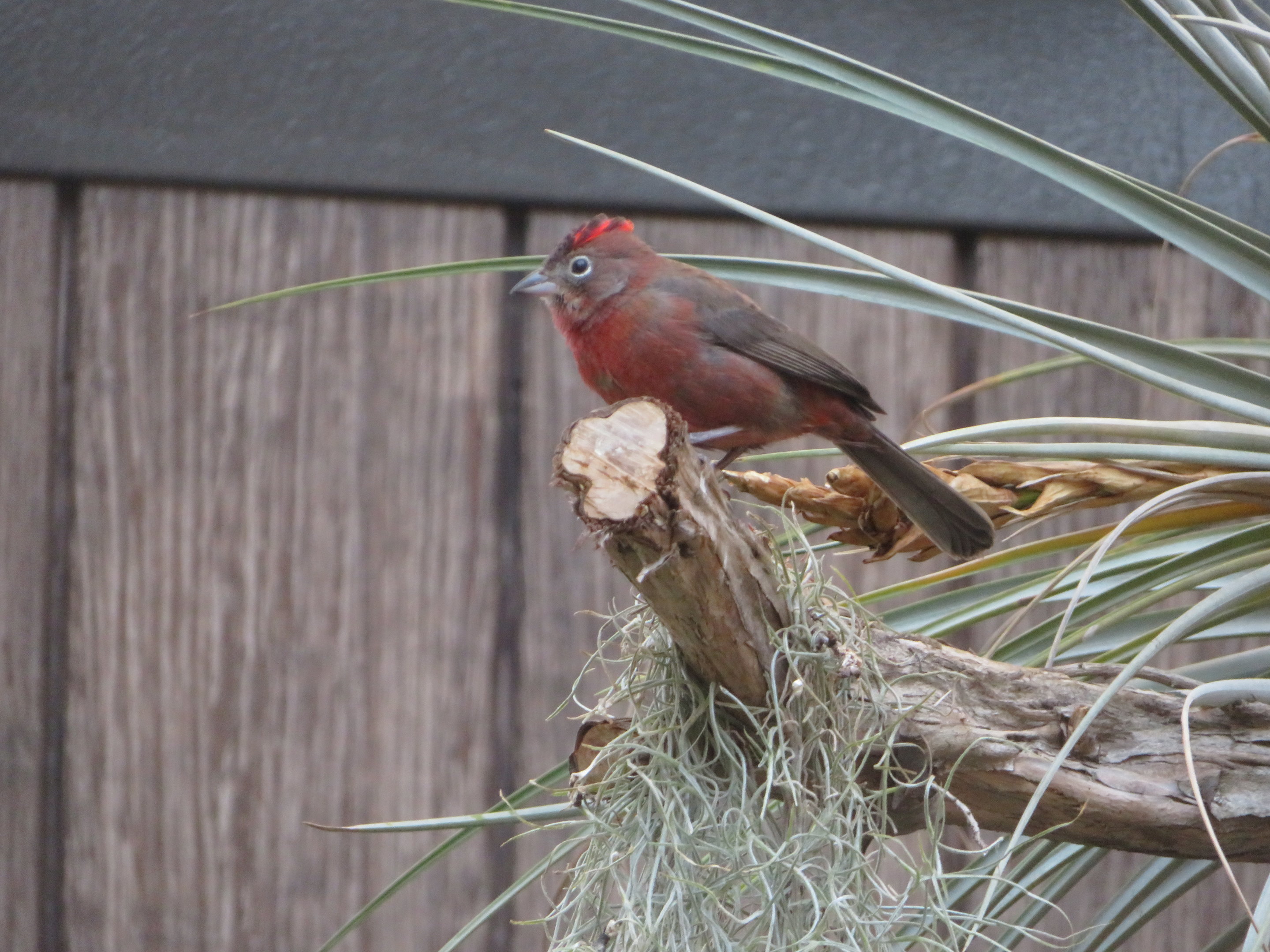 Red Pileated Finch