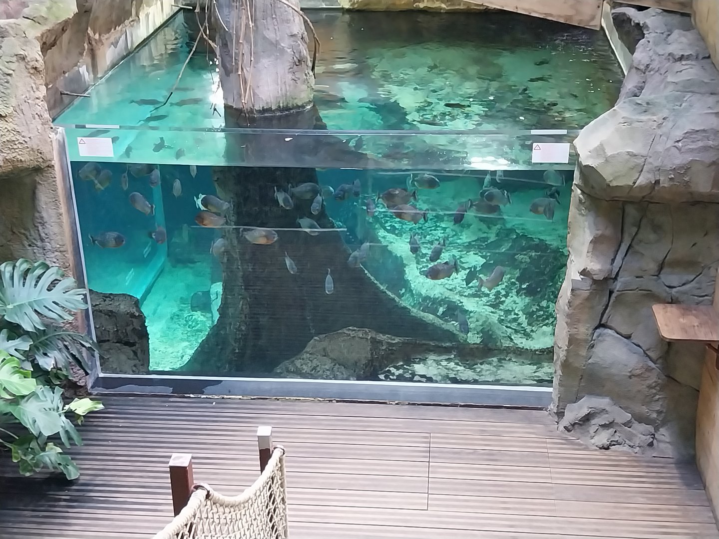 Red piranha aquarium