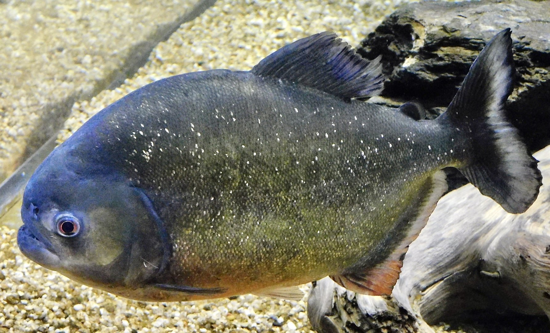 Red Piranha (Pygocentrus nattereri) - Kawasui Kawasaki Aquarium November 19, 2025