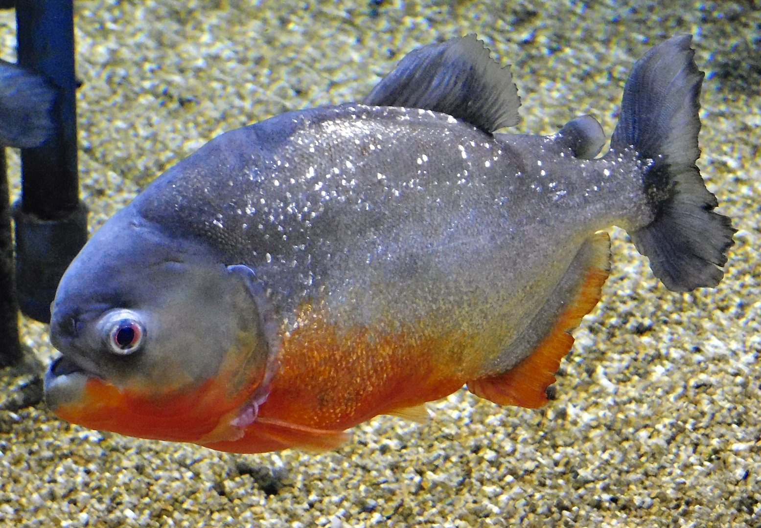 Red Piranha (Pygocentrus nattereri) - Kawasui Kawasaki Aquarium October 21, 2025