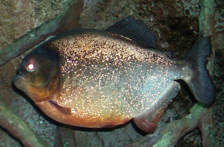 Red Piranha (Serrasalmo (Pygocentrus) nattereri)