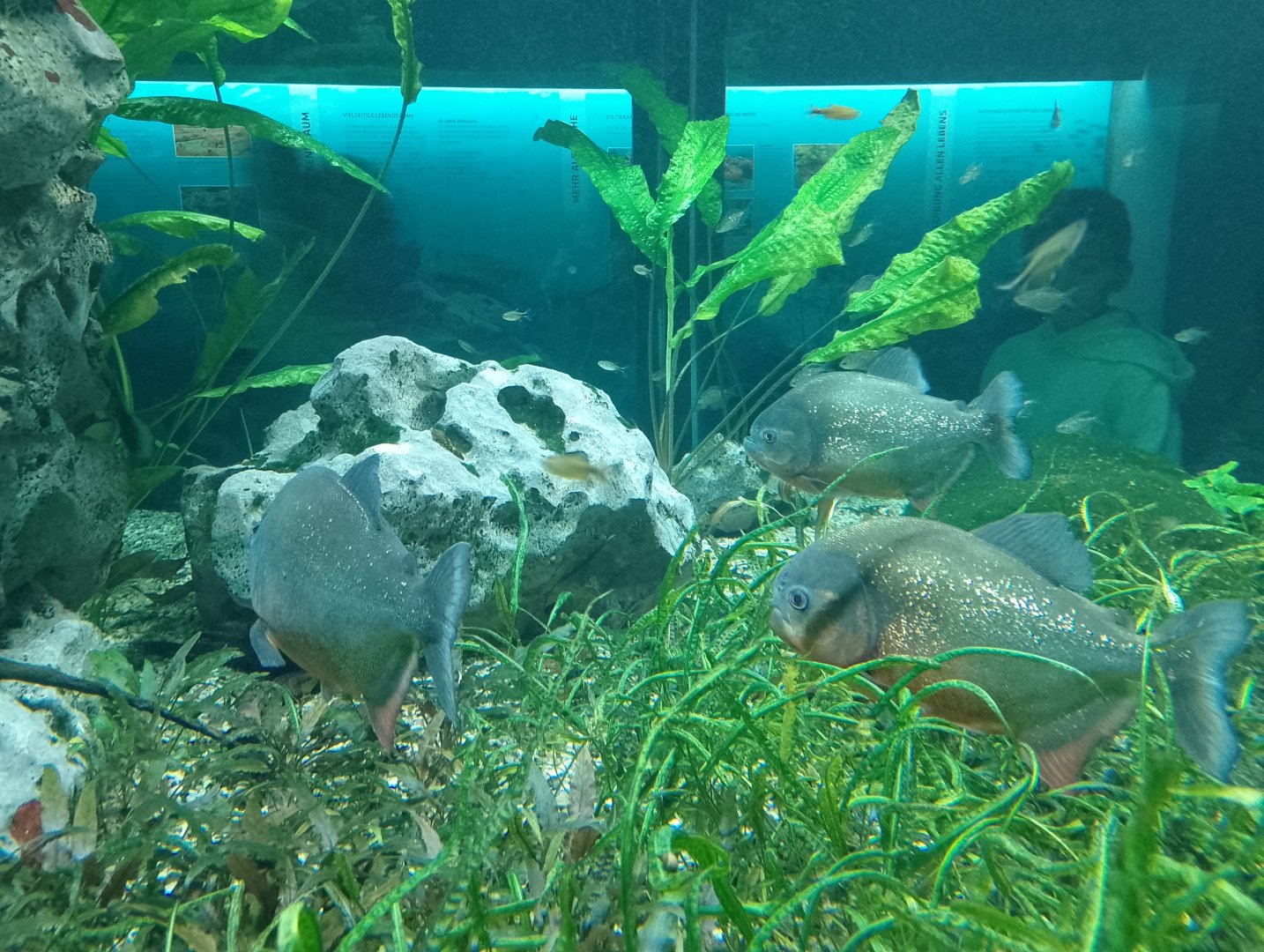 Red piranha tank