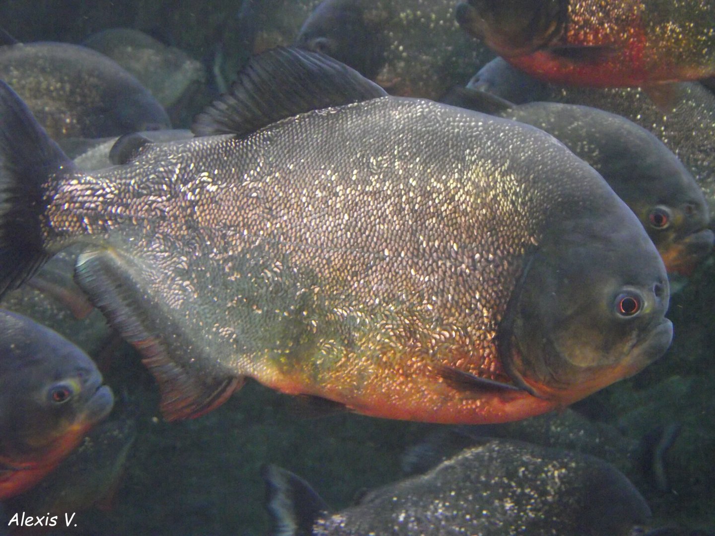 Red Piranha - Zooparc de Beauval - 05/2021