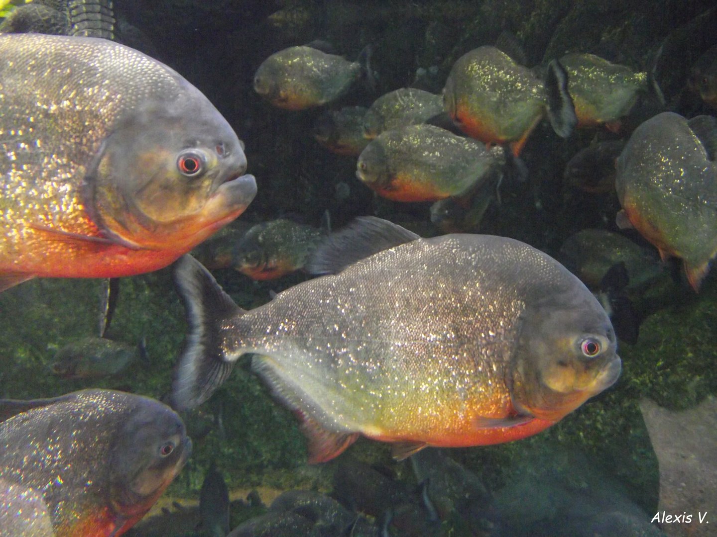 Red Piranhas - Zooparc de Beauval - 11/2021