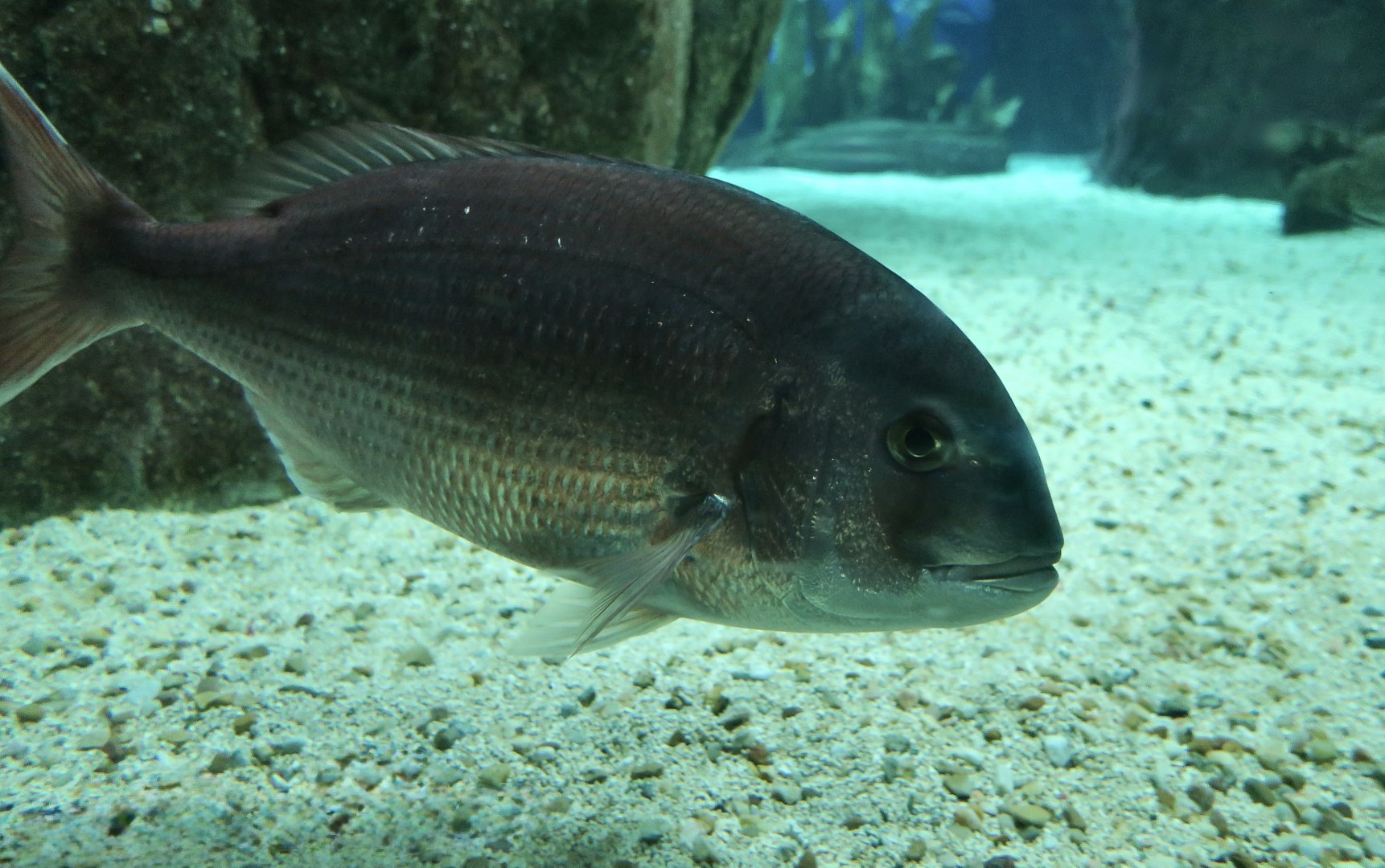Red Porgy (Pagrus pagrus)