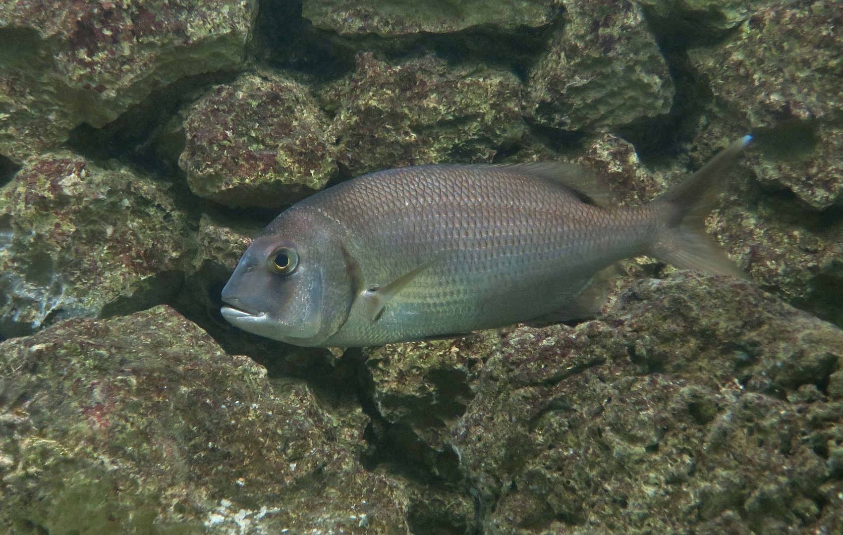 Red Porgy (Pagrus pagrus)