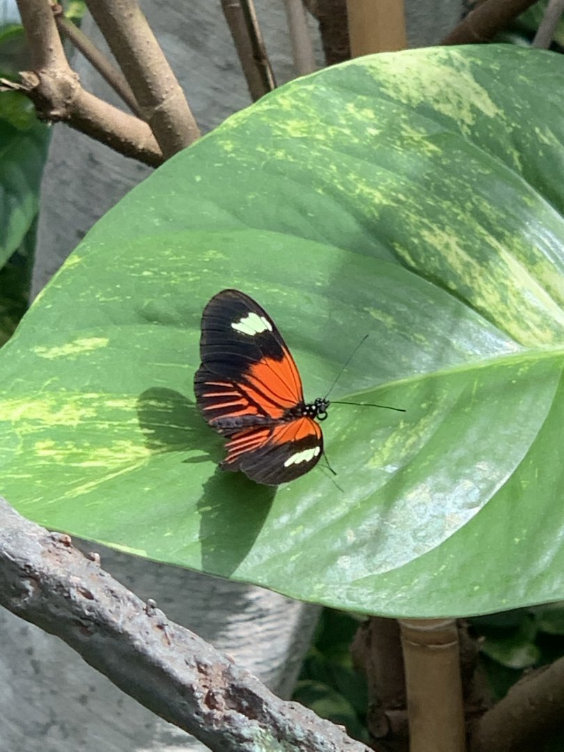 Red Postman Butterfly (Heliconius erato emma)