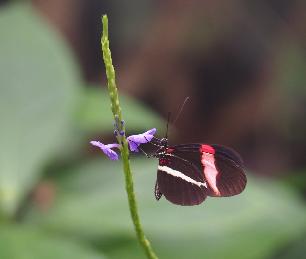 Red postman (Heliconius erato) on blue porterweed (Stachytarpheta jamaicensis), Nov 10th, 2018