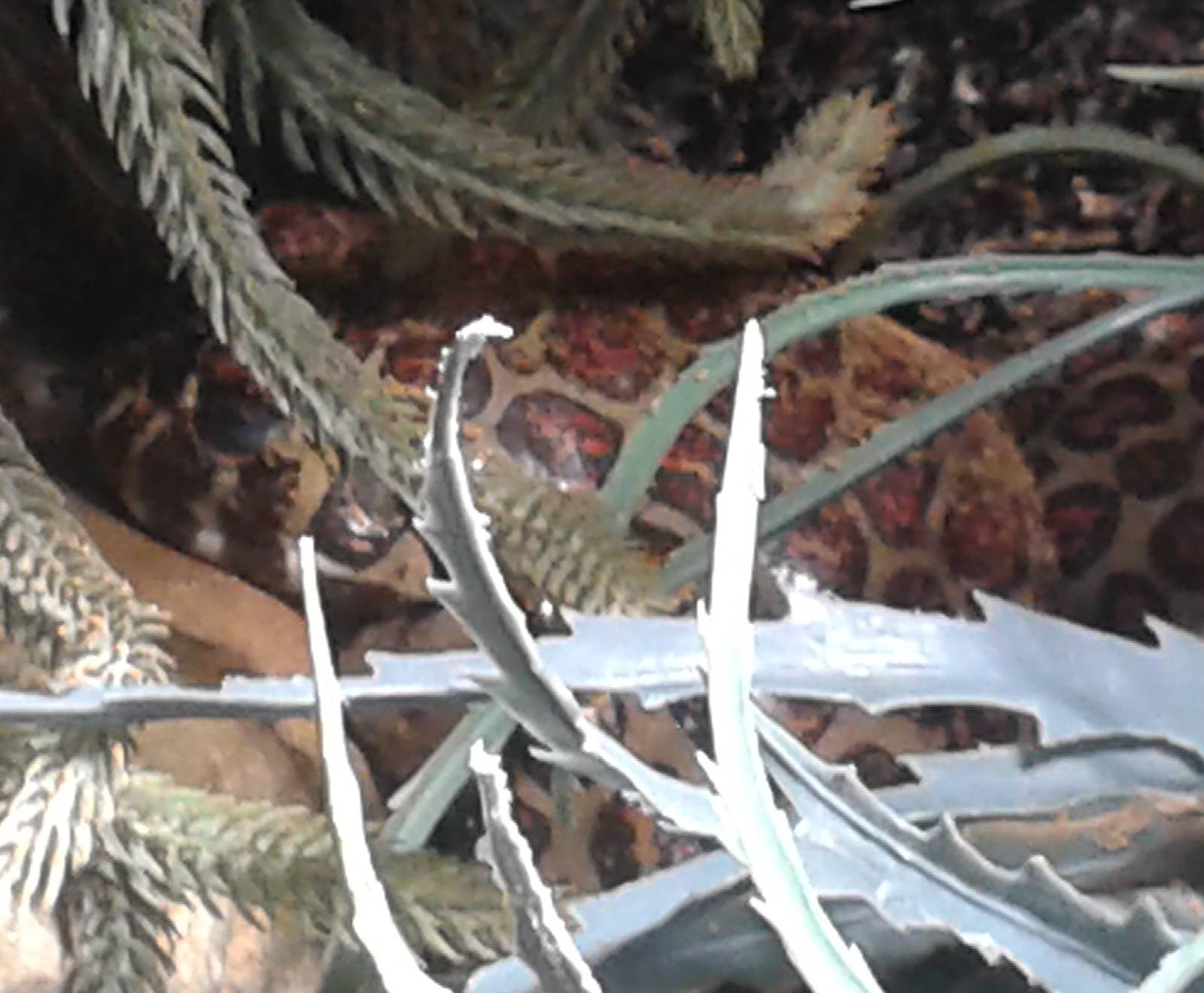 Red-punckted burrowing frog