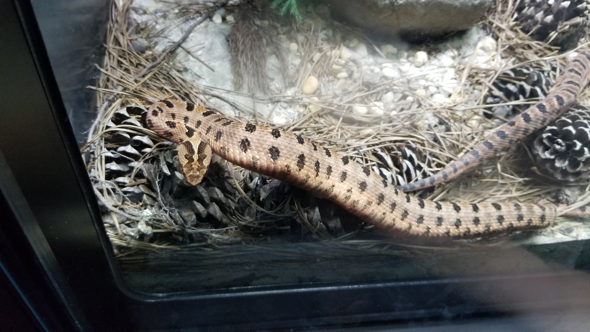Red Pygmy Rattlesnakes