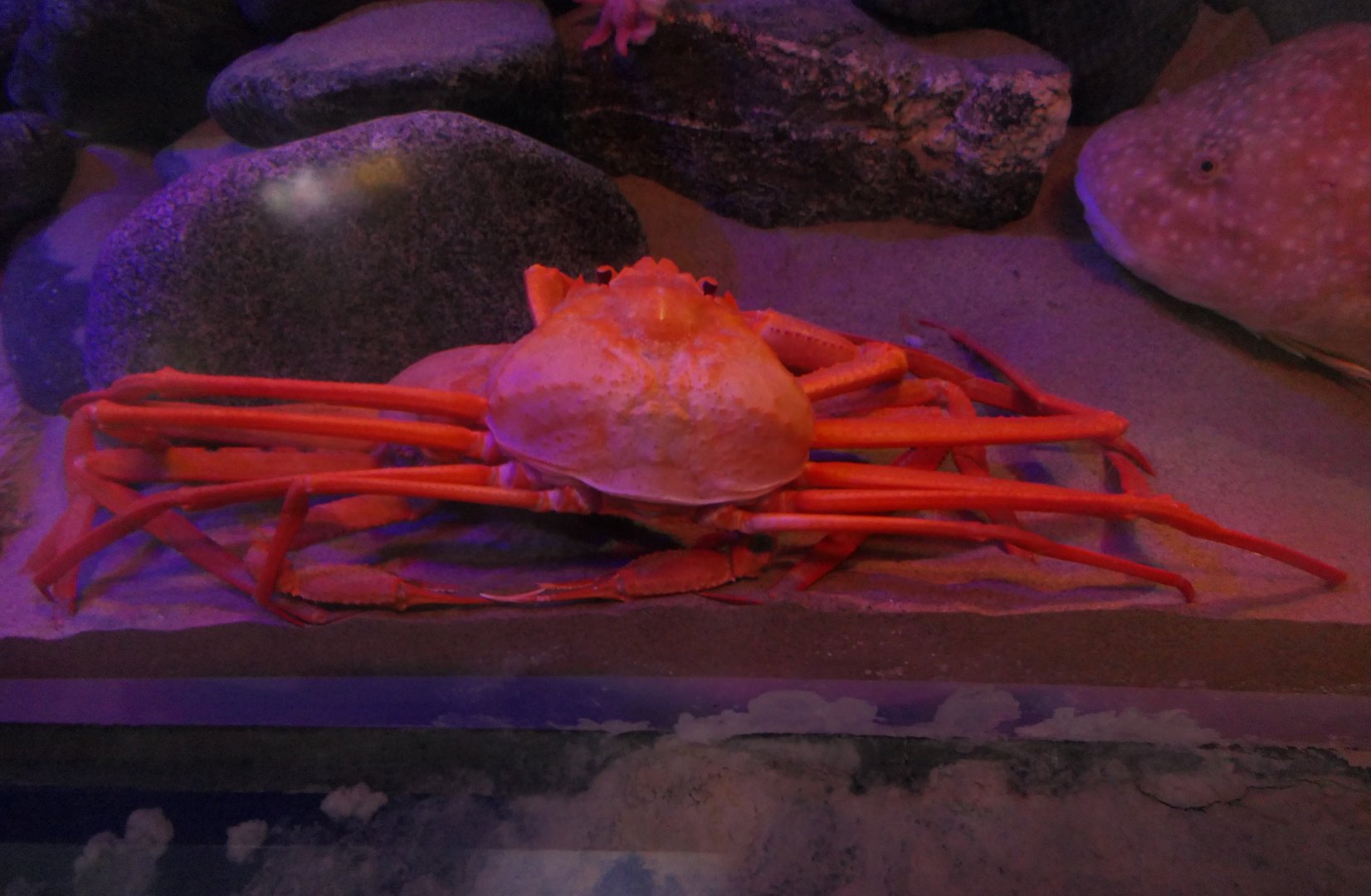 Red Queen Crab (Chionoecetes japonicus) - Uozu Aquarium