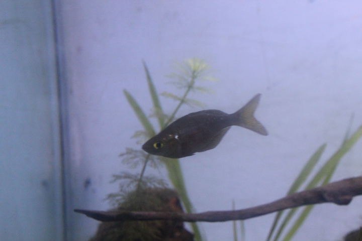 Red rainbowfish (Glossolepis incisa)