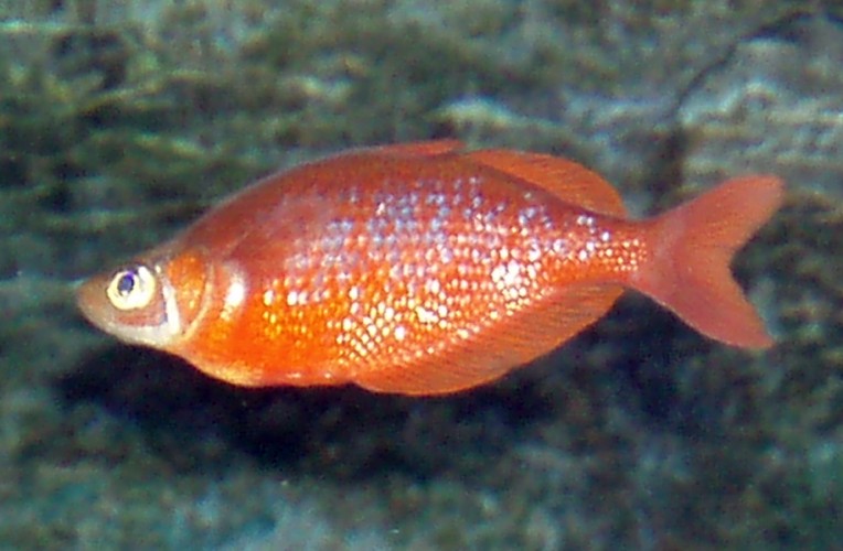 Red Rainbowfish (Glossolepis incisus)