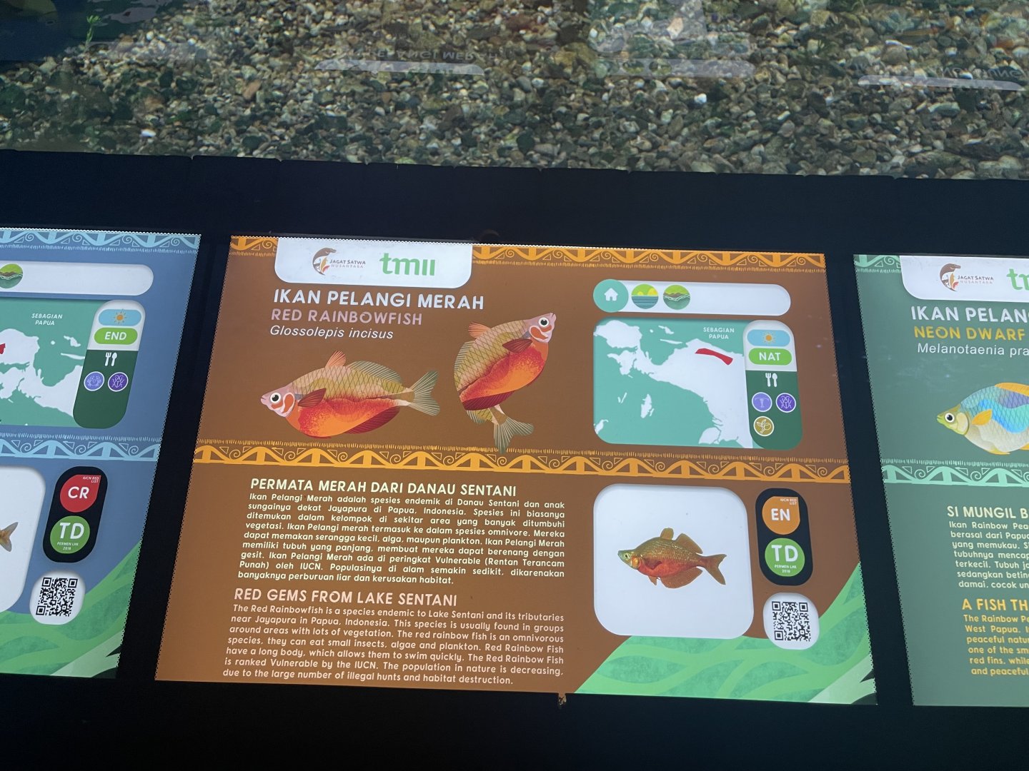 red rainbowfish signage - dunia air tawar