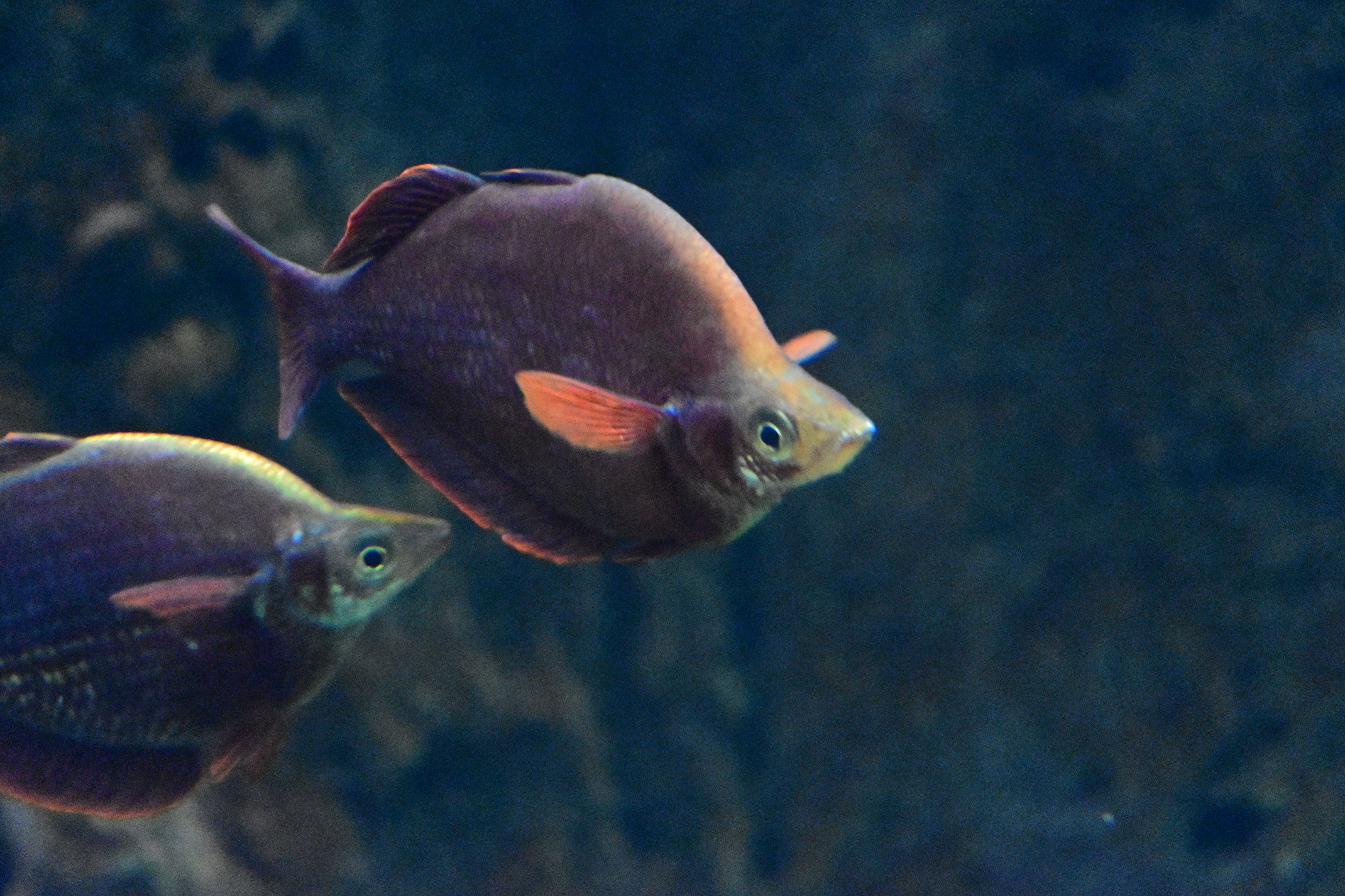 Red Rainbowfish