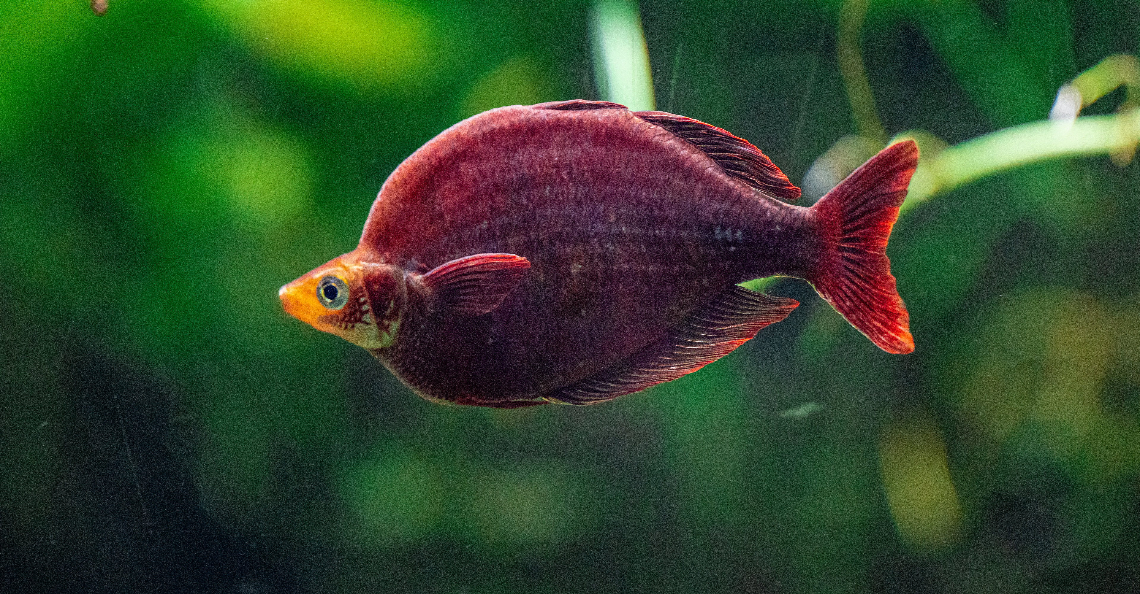 Red Rainbowfish