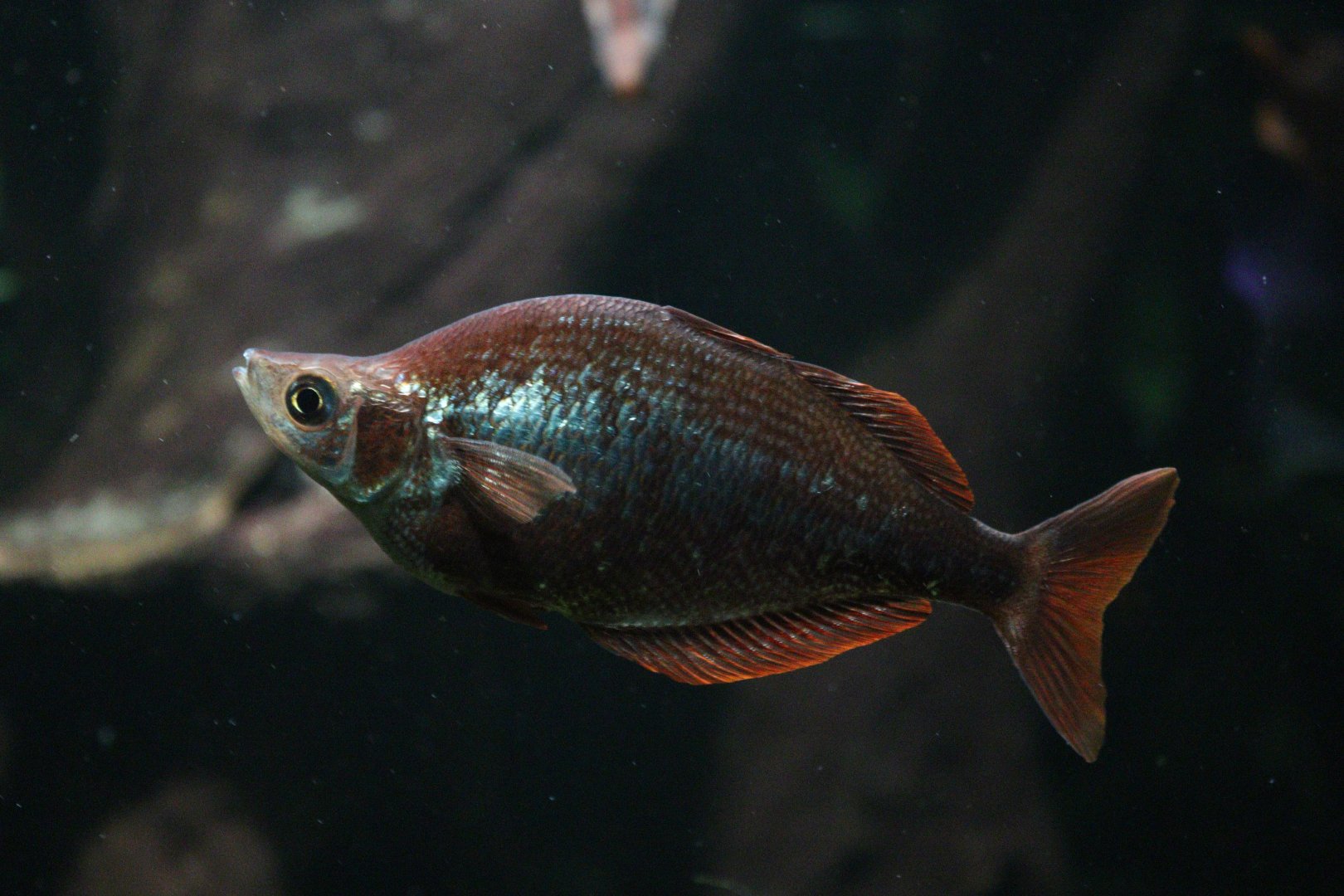 Red Rainbowfish