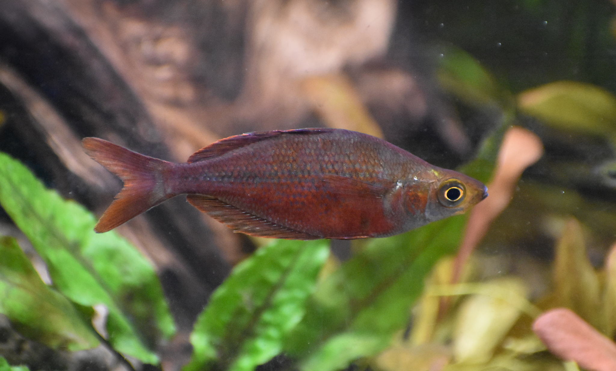 Red Rainbowfish