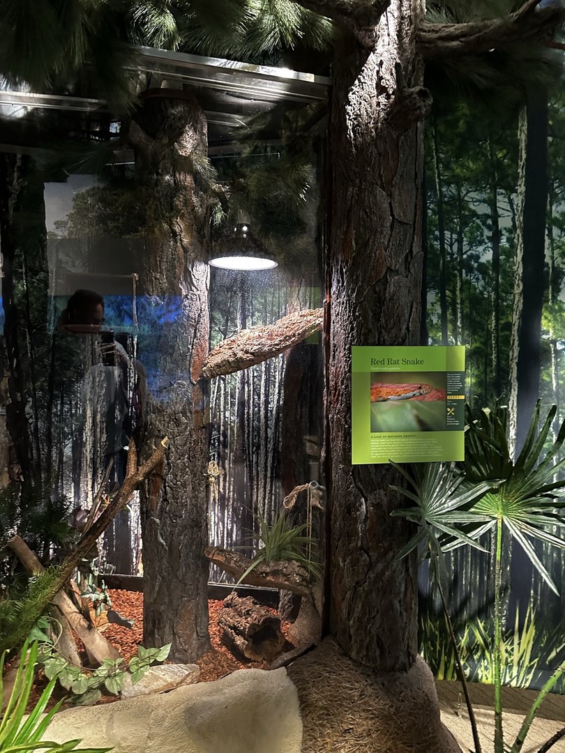 Red Rat Snake Terrarium