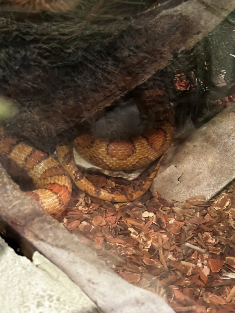 Red Rat Snake Terrarium