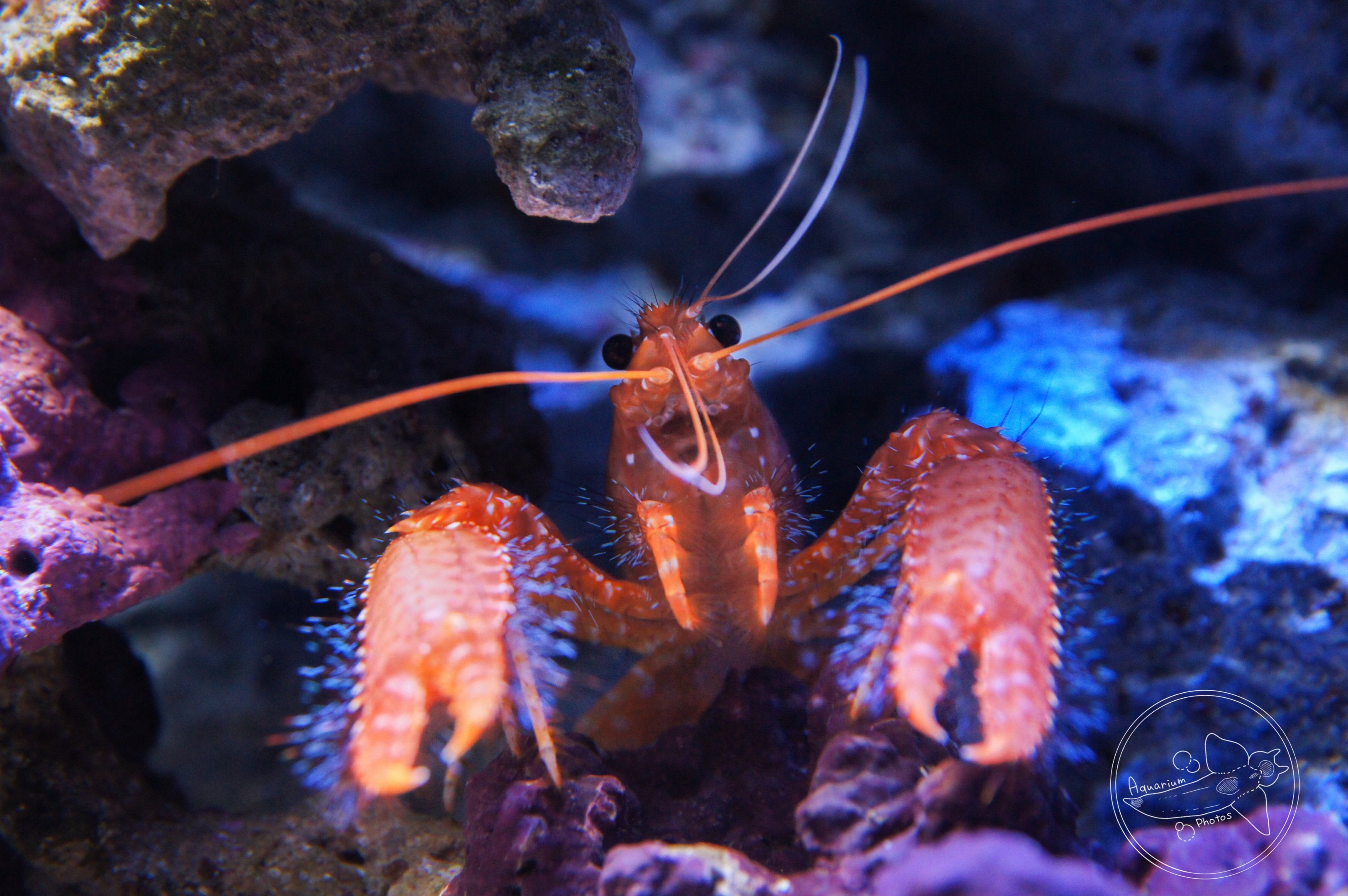 Red Reef Lobster (Enoplometopus occidentalis)