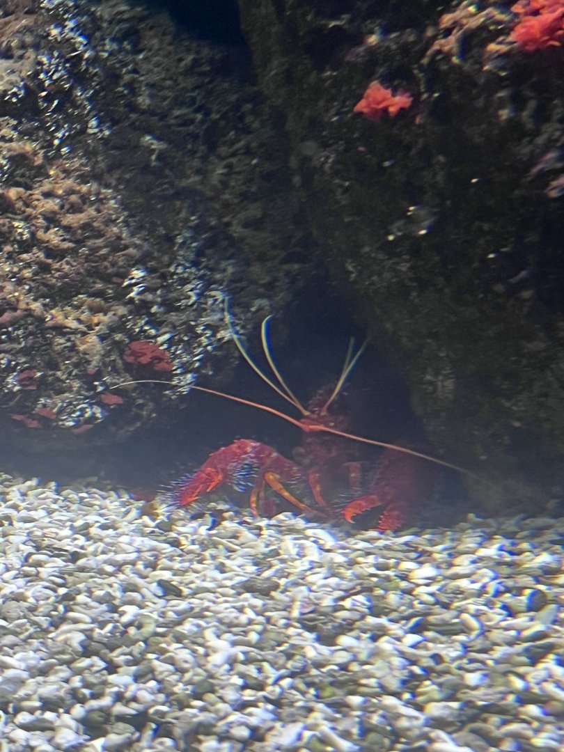 Red reef lobster