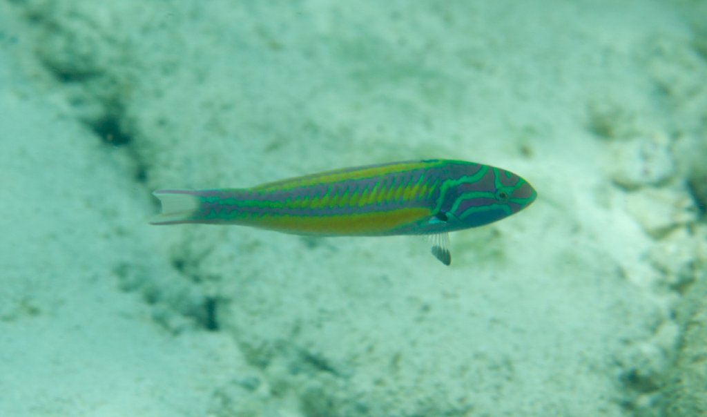 Red Ribbon Wrasse (Thalassoma quinquevittatum