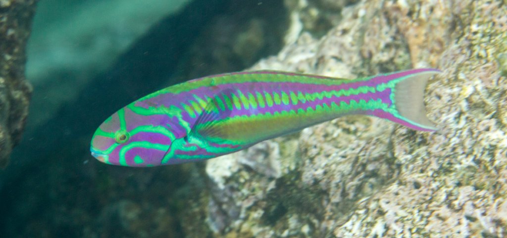 Red-Ribbon Wrasse