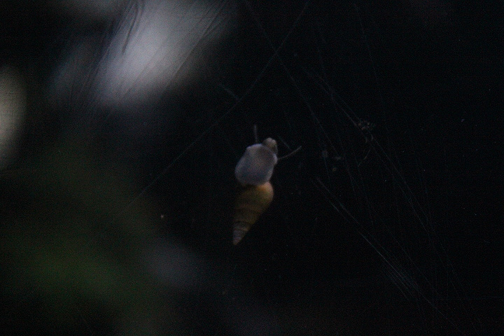 Red-rimmed melania (Melanoides tuberculata)