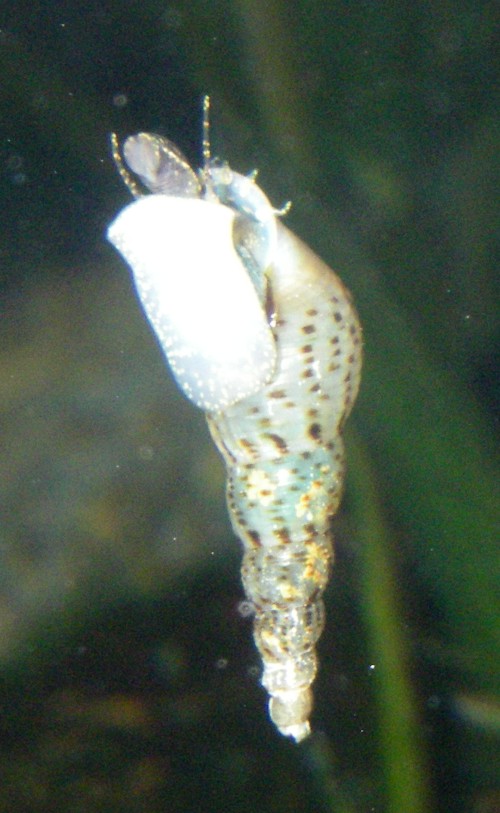 Red-rimmed viviparous snail (Melanoides tuberculata)