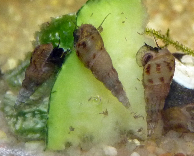 Red-rimmed viviparous snail (Melanoides tuberculata)