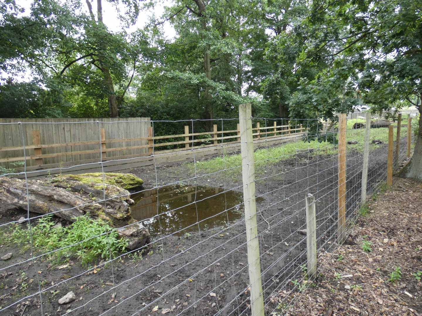 Red Rive Hog enclosure