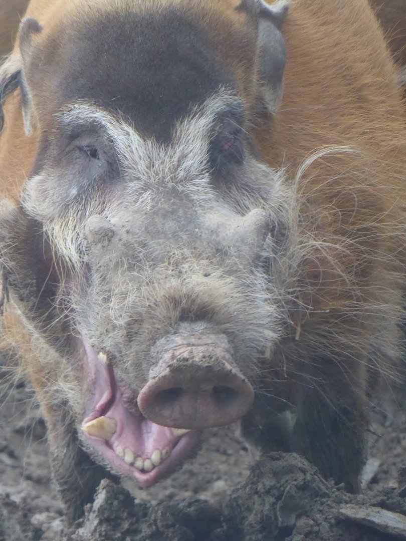 Red river hog 040319