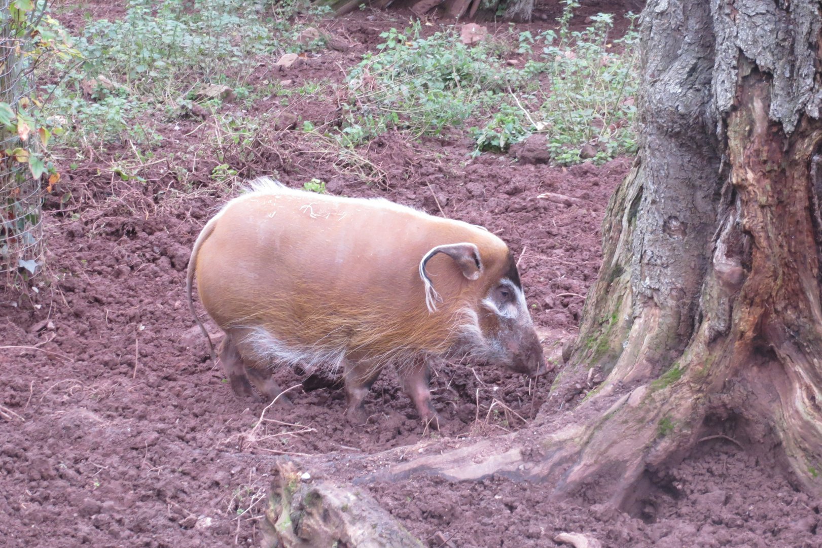 Red river hog 050119