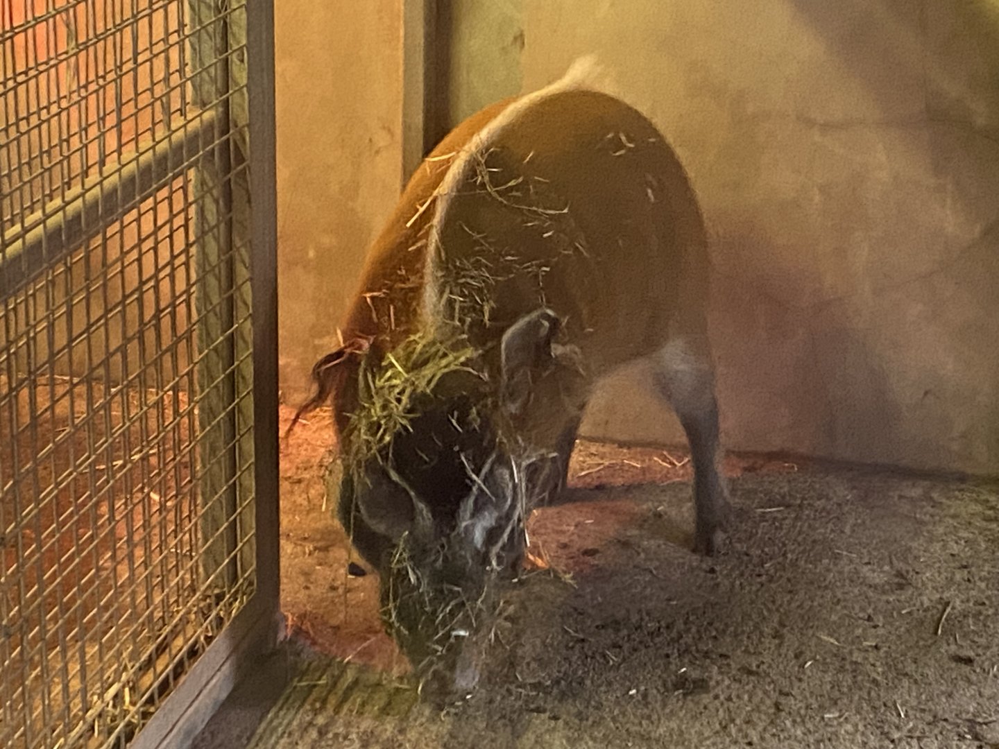 Red river hog 050224