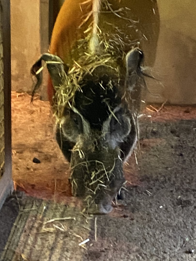 Red river hog 050224