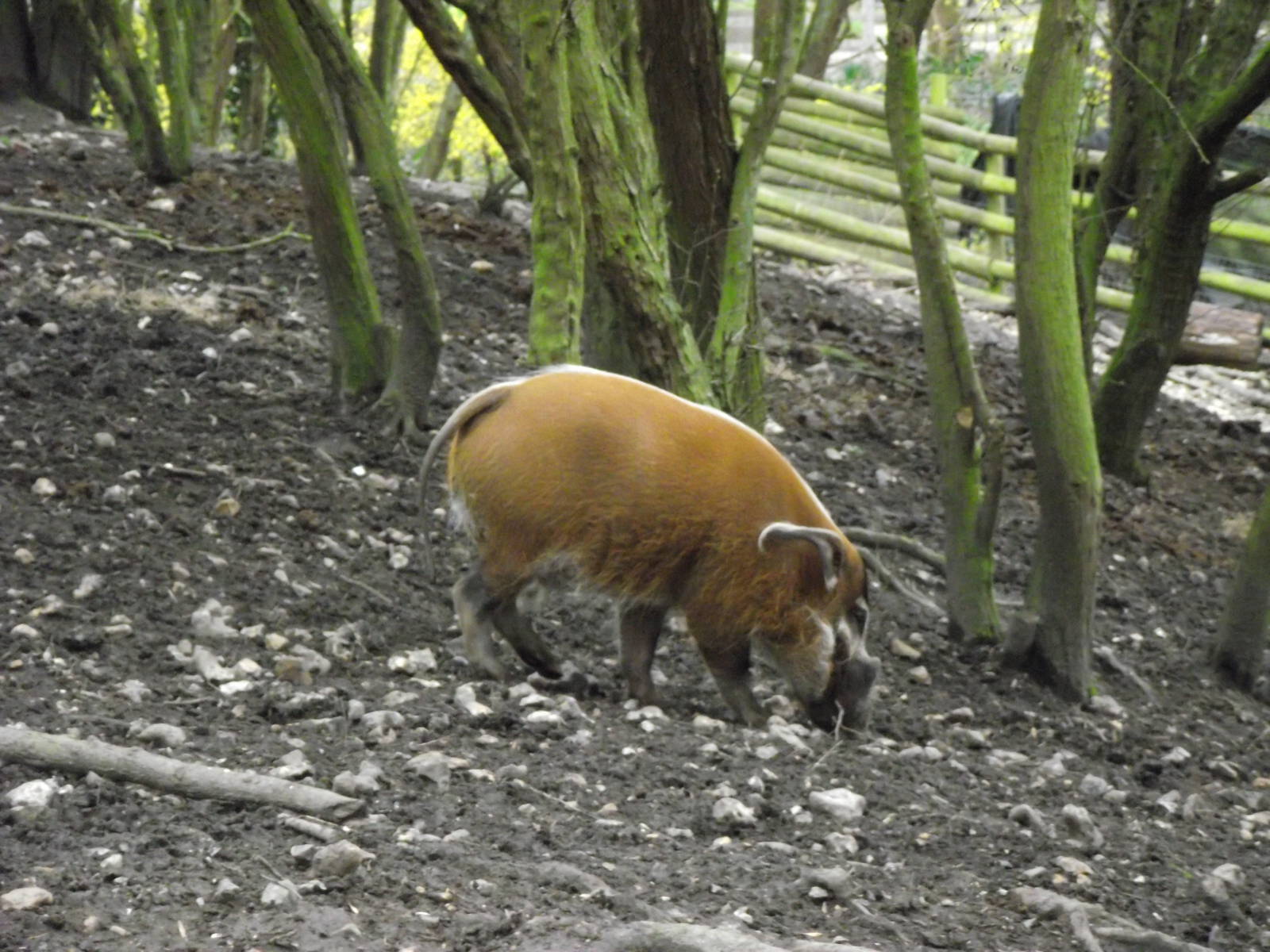 red river hog 060311