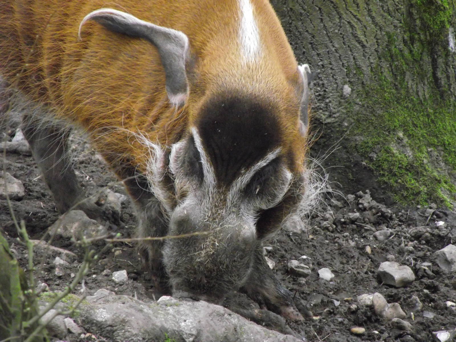 red river hog 060311