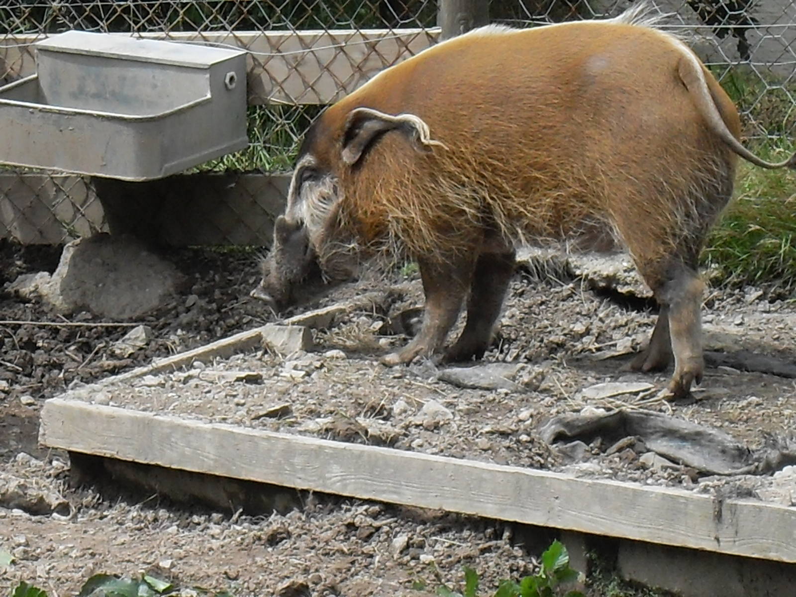 red river hog 07/10