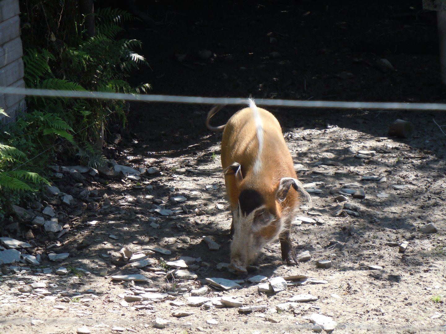 Red river hog 070820