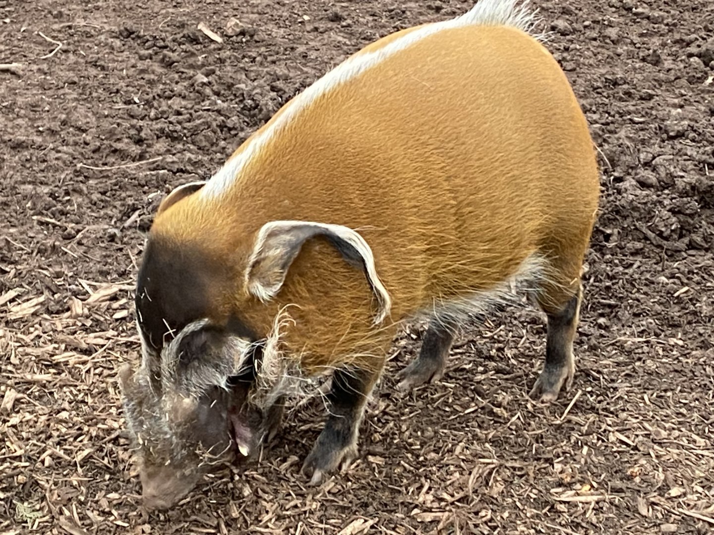 Red river hog 111224