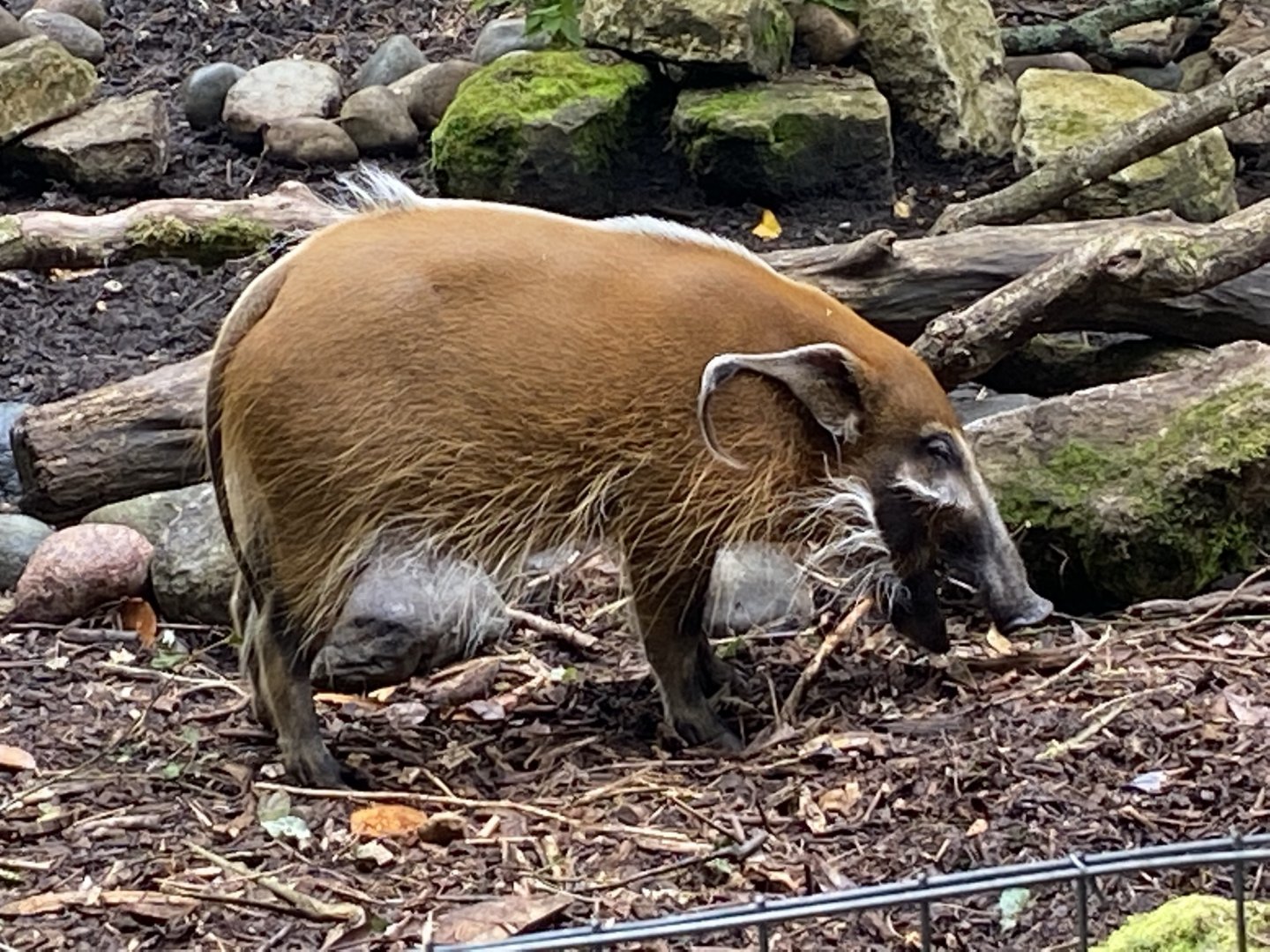 Red river hog 120821