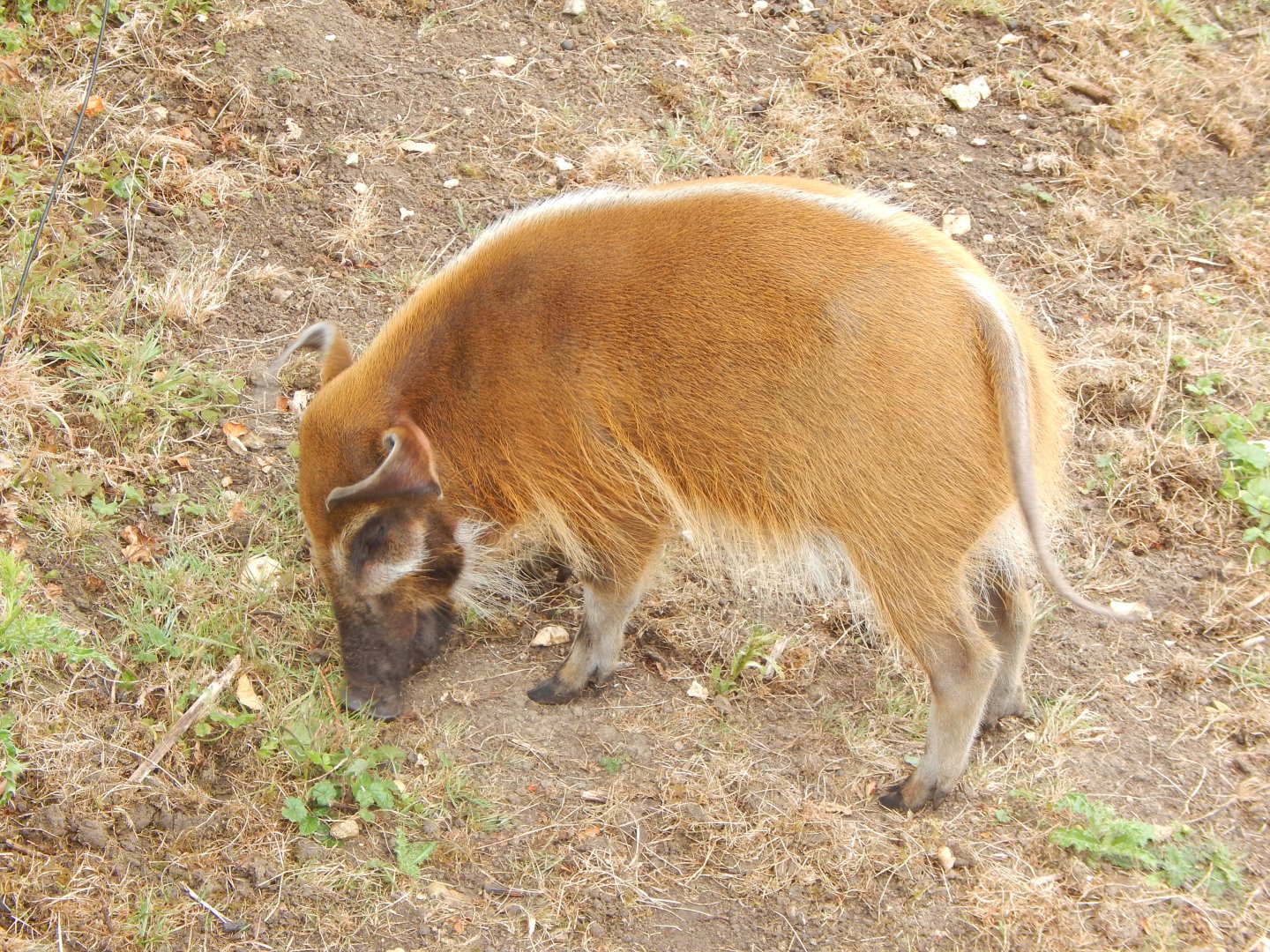 Red river hog 150725