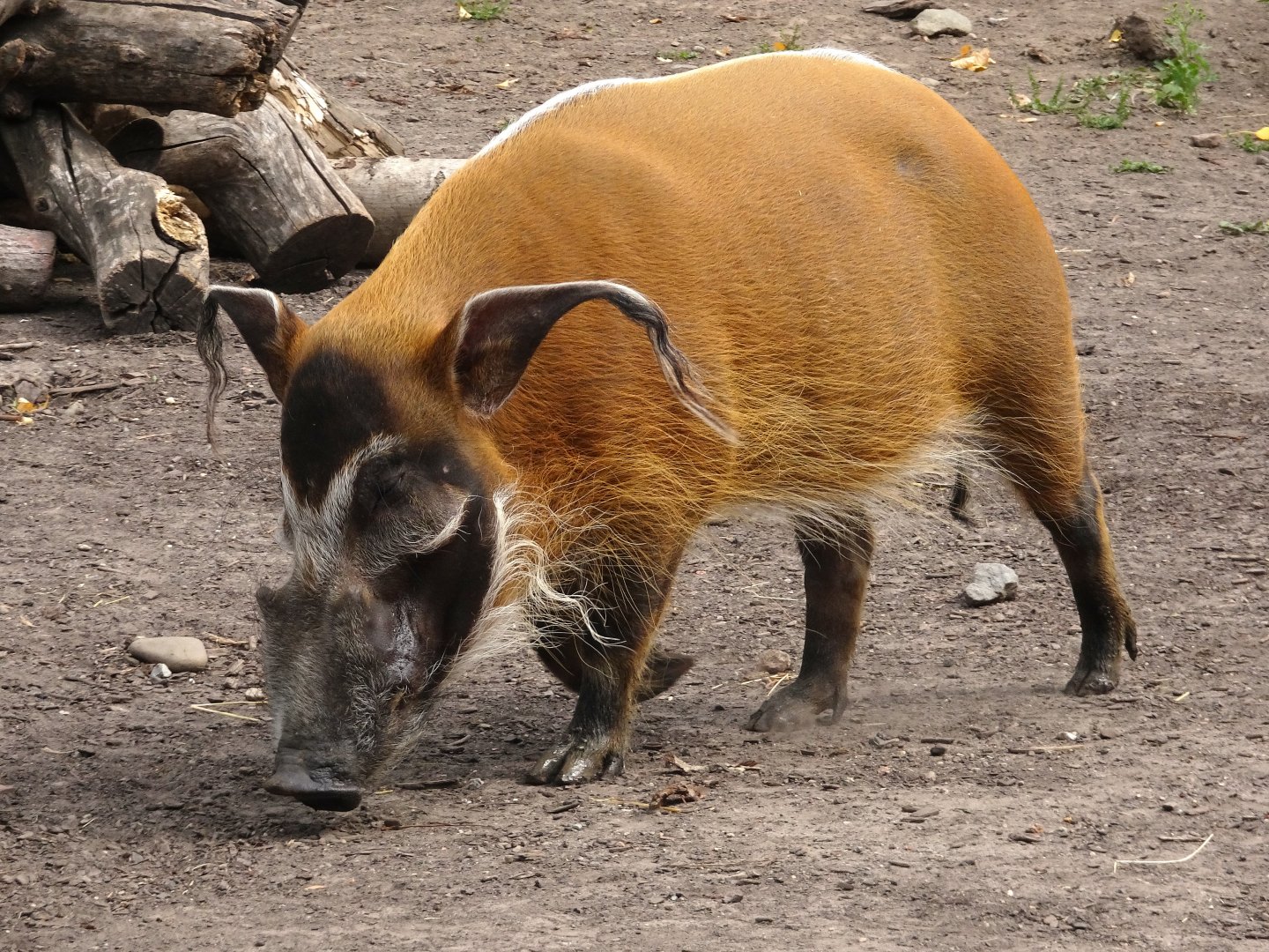 Red River Hog 16 August 2025