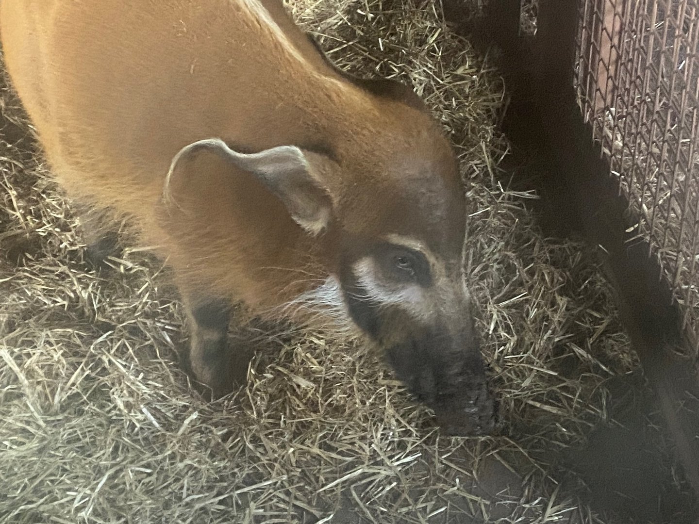 Red river hog 161222