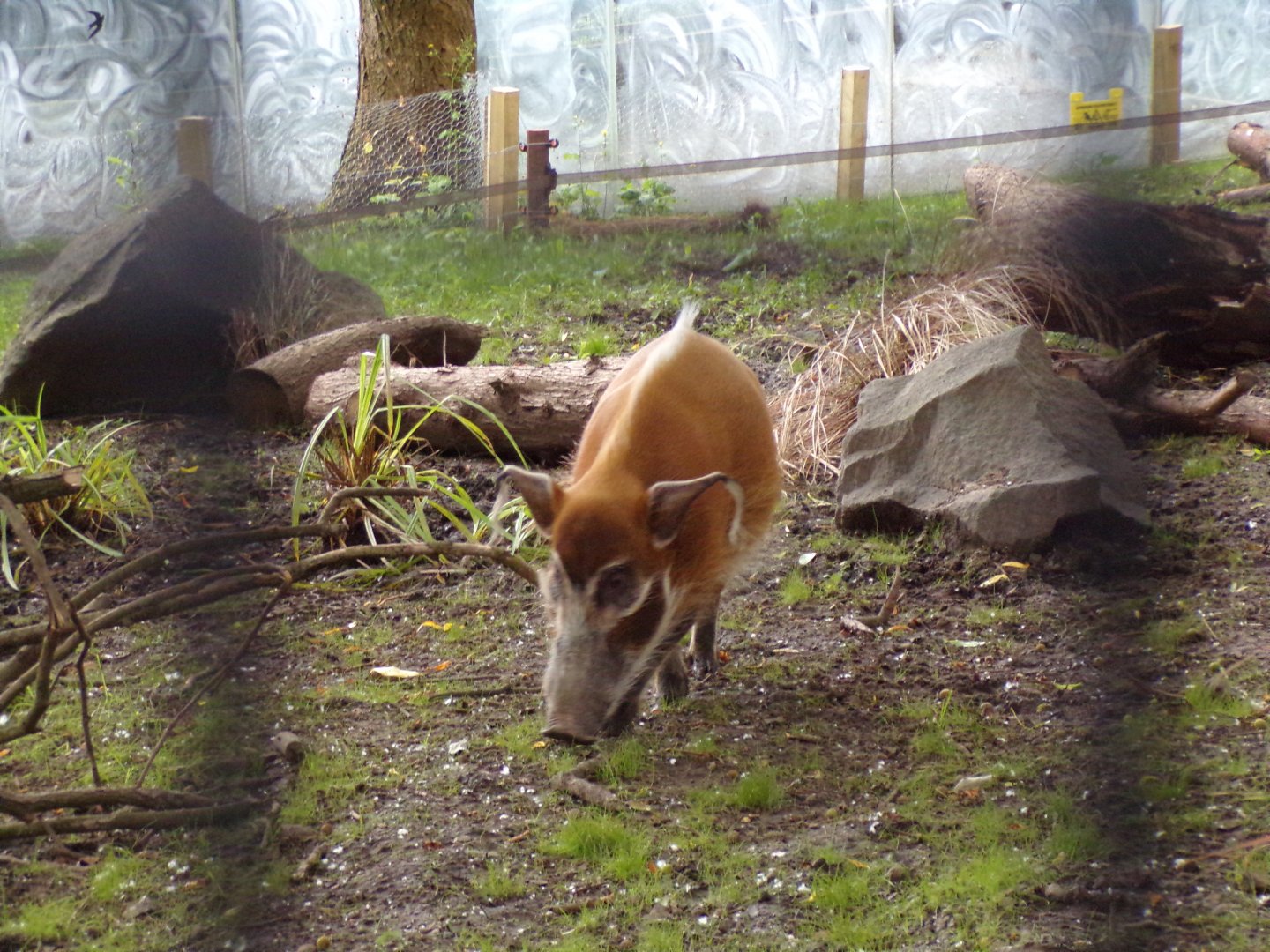 Red river hog 18.7.24