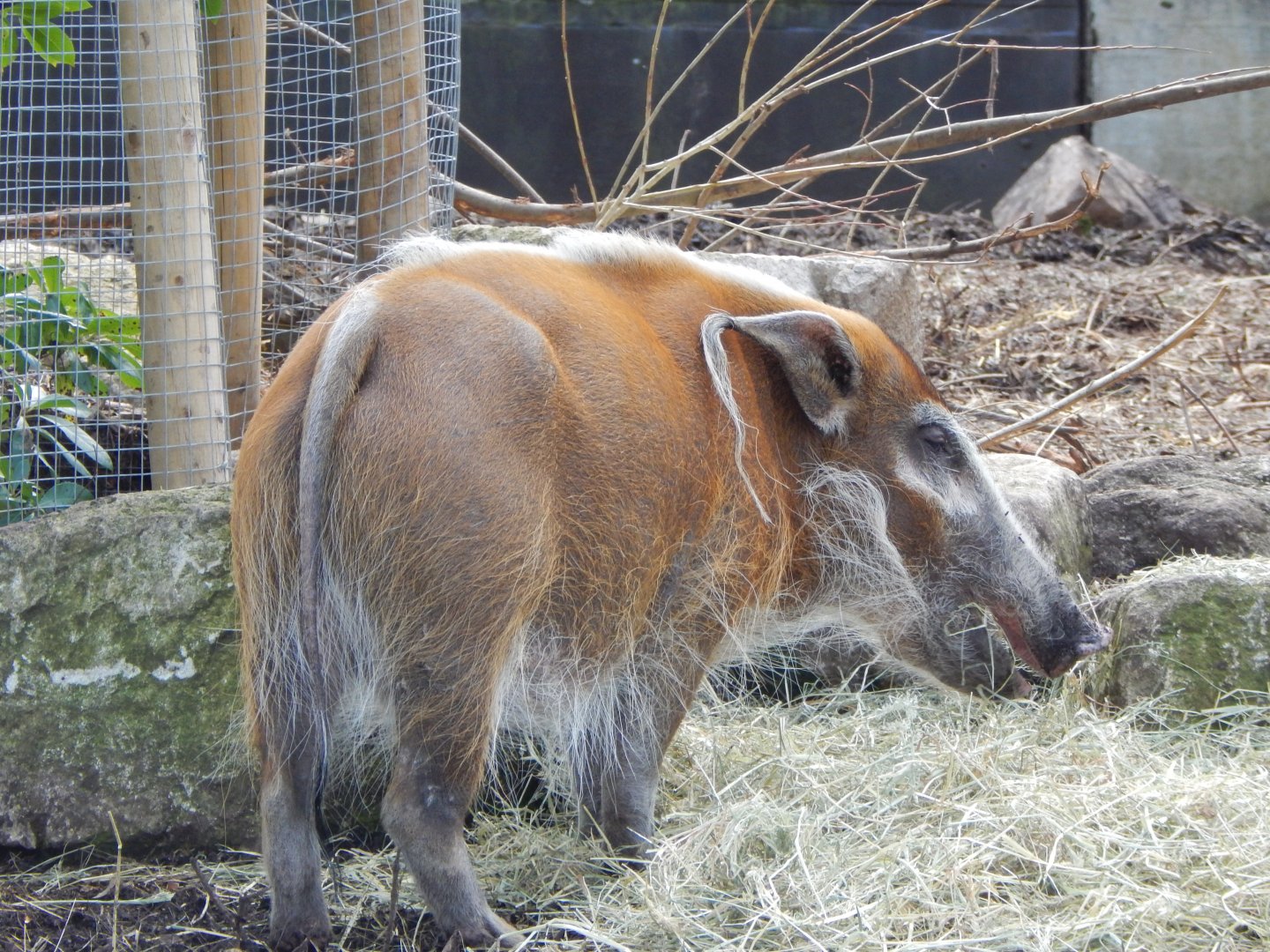 Red river hog 180322